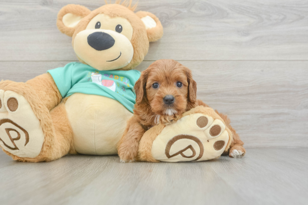 Best Cavapoo Baby
