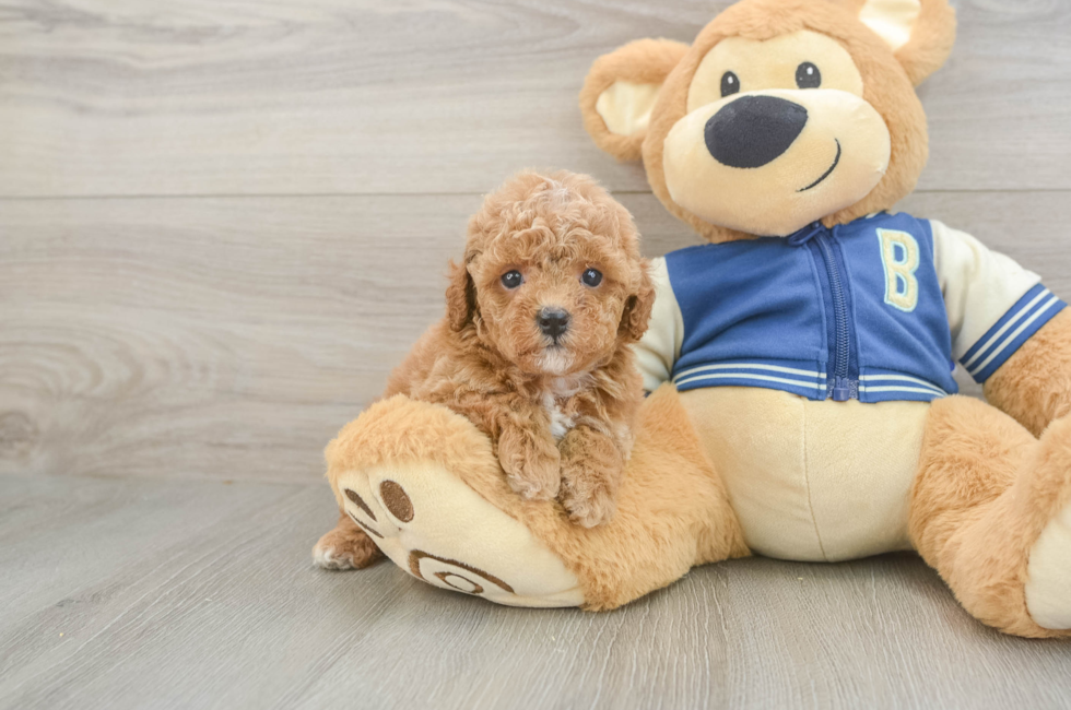 5 week old Cavapoo Puppy For Sale - Lone Star Pups
