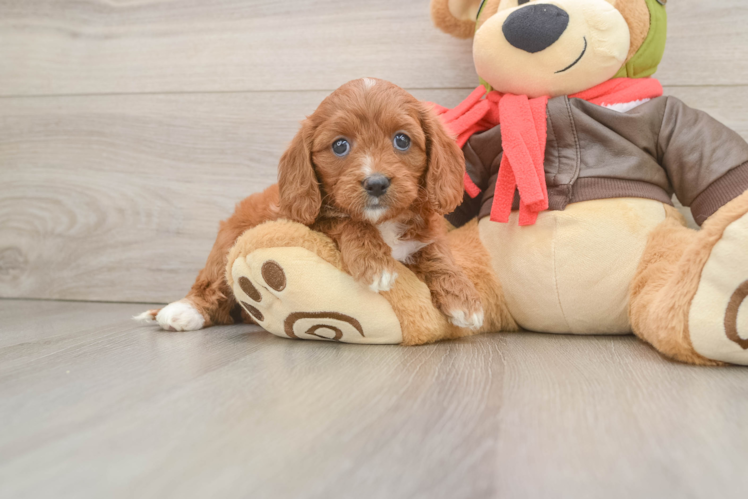 Cavapoo Puppy for Adoption