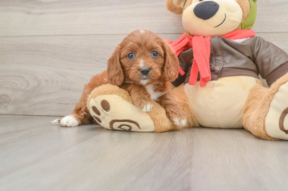 6 week old Cavapoo Puppy For Sale - Lone Star Pups