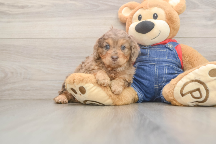 Cavapoo Puppy for Adoption