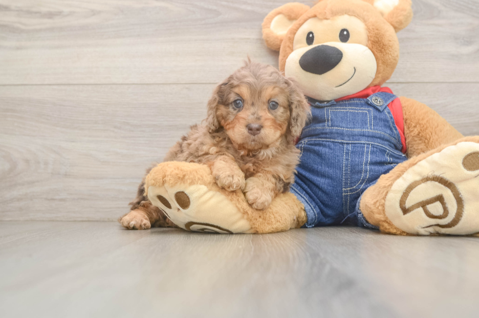 6 week old Cavapoo Puppy For Sale - Lone Star Pups