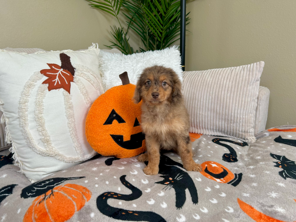 Cute Cavapoo Poodle Mix Pup
