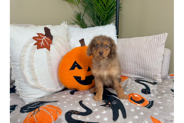 Cute Cavapoo Baby