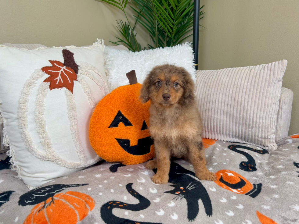 Cute Cavapoo Baby