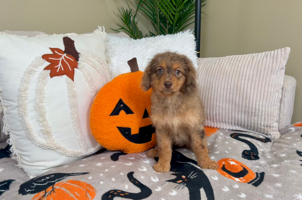 9 week old Cavapoo Puppy For Sale - Lone Star Pups