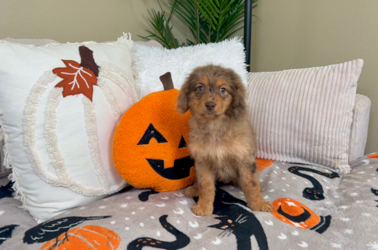 Cute Cavapoo Baby