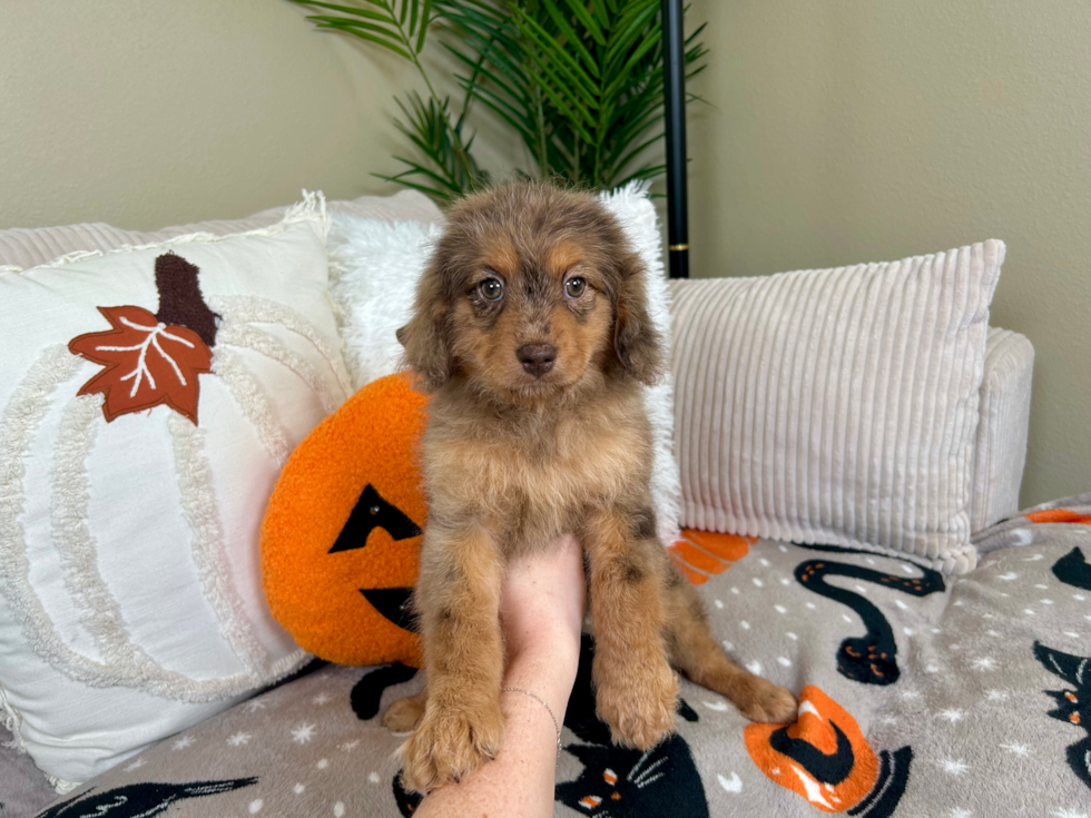 Cavapoo Puppy for Adoption