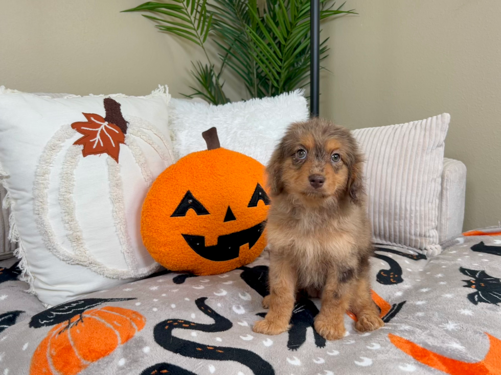 Cute Cavapoo Baby