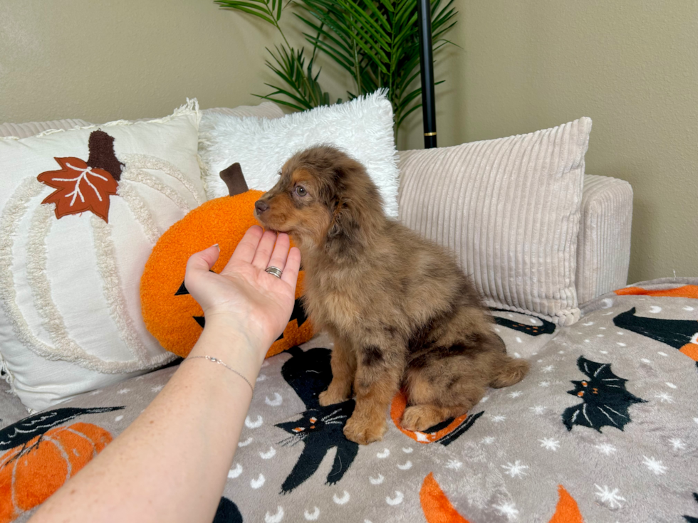 Best Cavapoo Baby