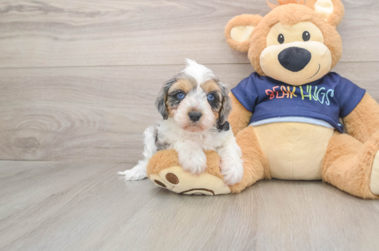 Cavapoo Pup Being Cute