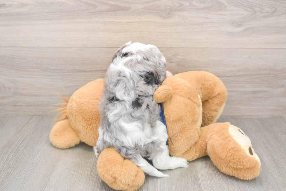 Energetic Cavoodle Poodle Mix Puppy