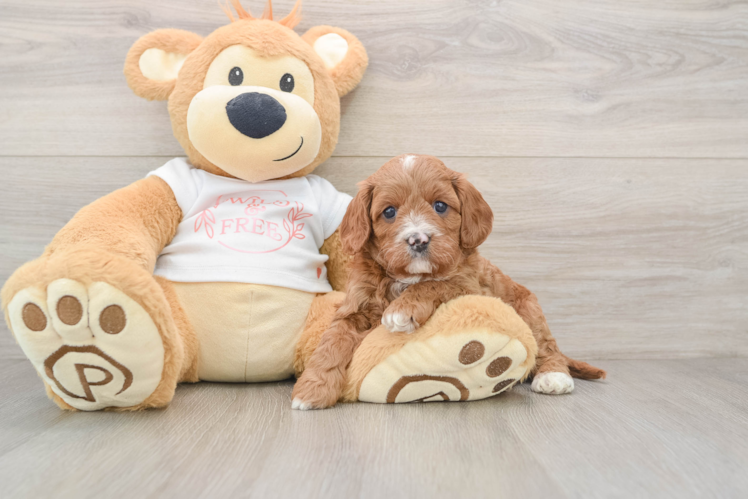 Small Cavapoo Baby