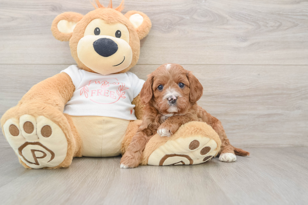 Small Cavapoo Baby