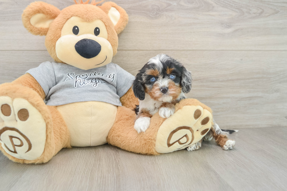 Smart Cavapoo Poodle Mix Pup