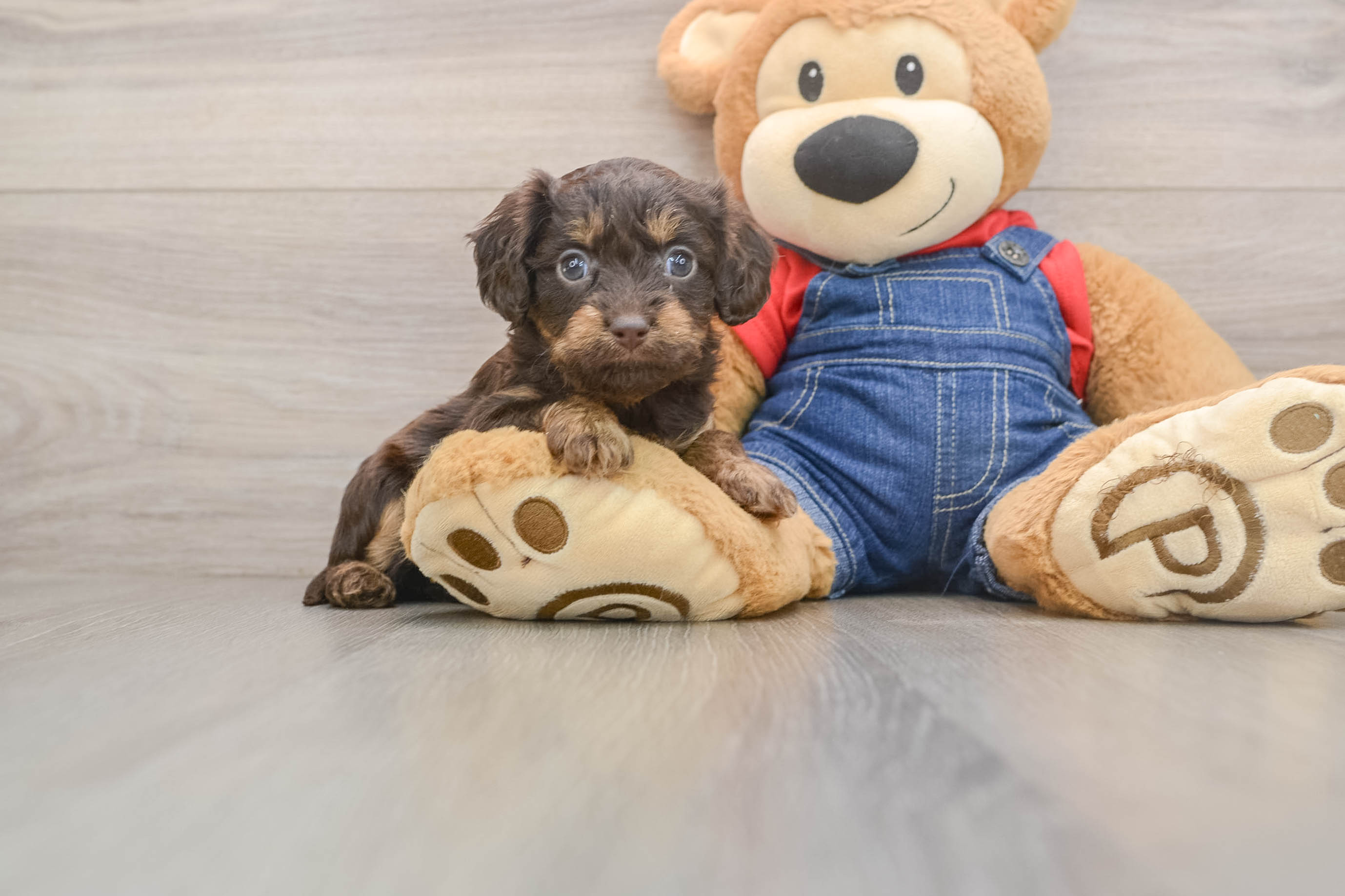 Cute Cavapoo Baby