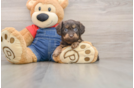Cavapoo Pup Being Cute