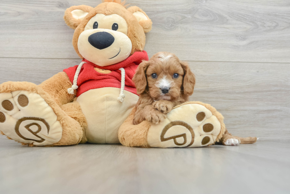 Happy Cavapoo Baby