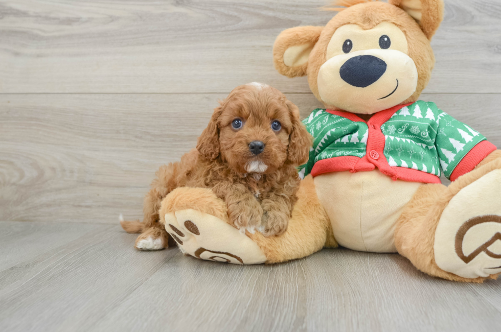 5 week old Cavapoo Puppy For Sale - Lone Star Pups