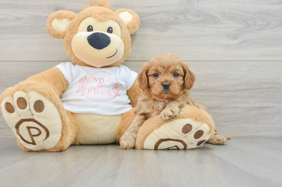 6 week old Cavapoo Puppy For Sale - Lone Star Pups