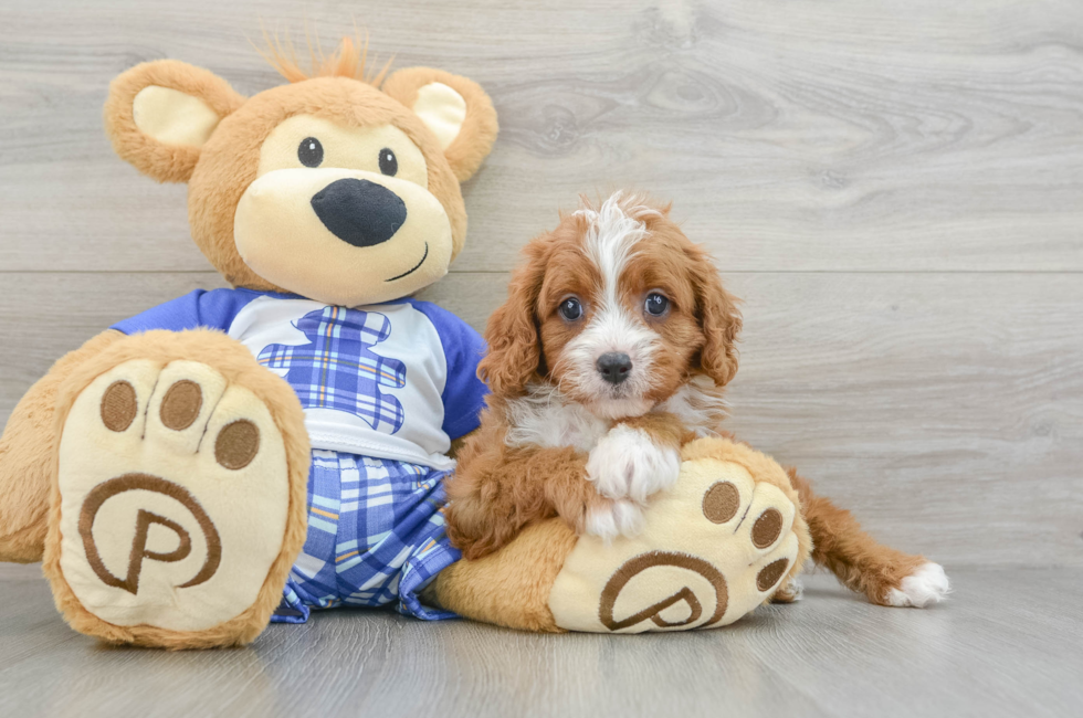 6 week old Cavapoo Puppy For Sale - Lone Star Pups