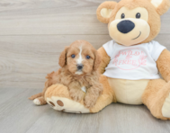 8 week old Cavapoo Puppy For Sale - Lone Star Pups