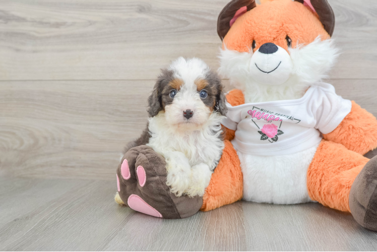 Small Cavapoo Baby