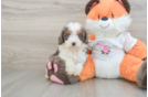 Small Cavapoo Baby