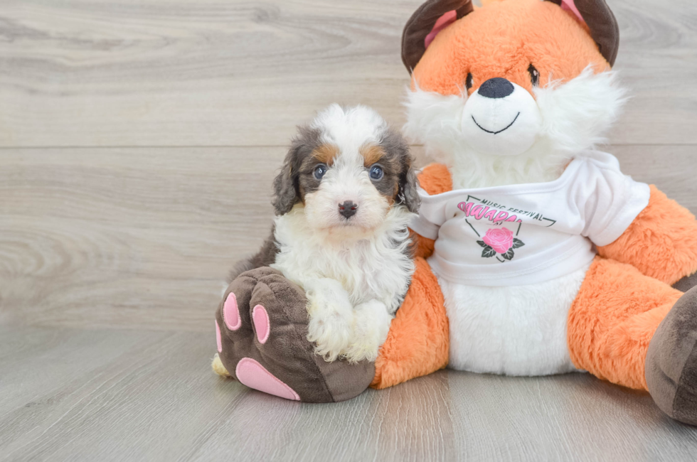 6 week old Cavapoo Puppy For Sale - Lone Star Pups