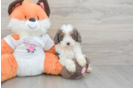Hypoallergenic Cavadoodle Poodle Mix Puppy