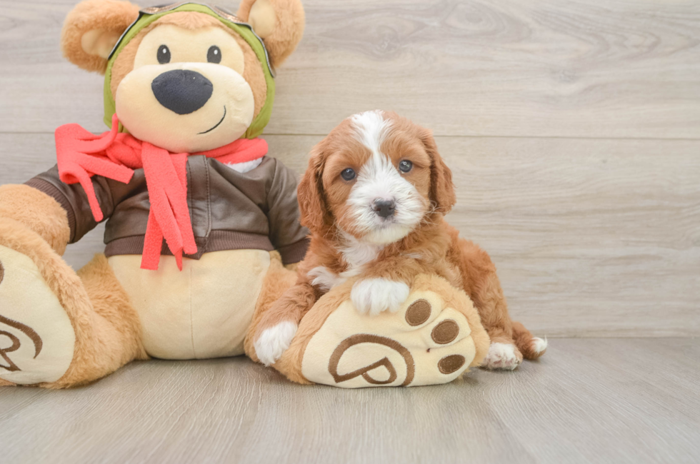 5 week old Cavapoo Puppy For Sale - Lone Star Pups