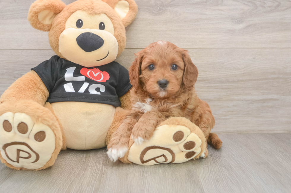 5 week old Cavapoo Puppy For Sale - Lone Star Pups