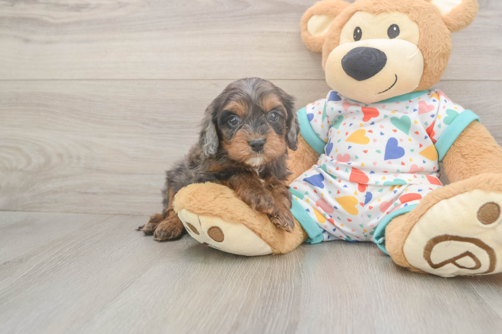 Best Cavapoo Baby