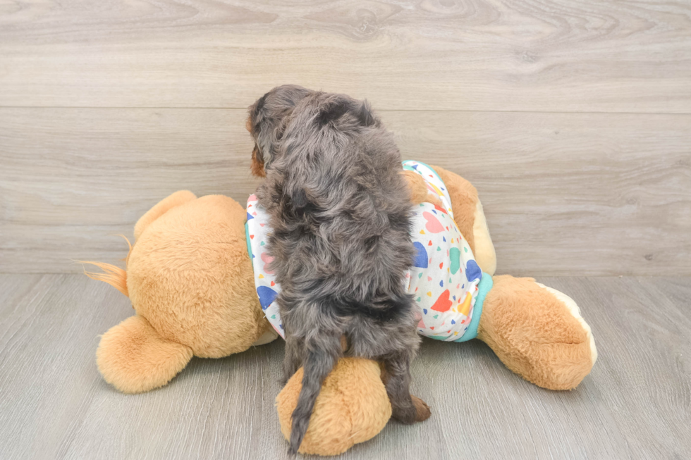 Cavapoo Puppy for Adoption