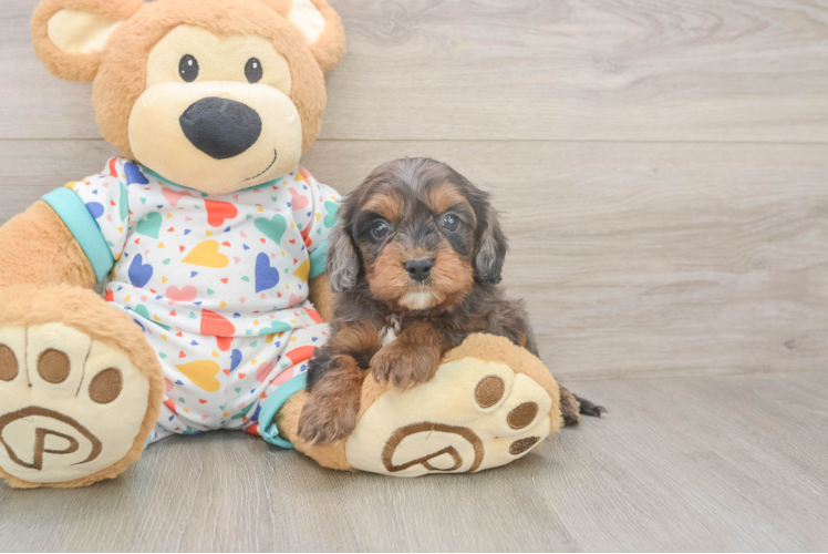 Cavapoo Pup Being Cute