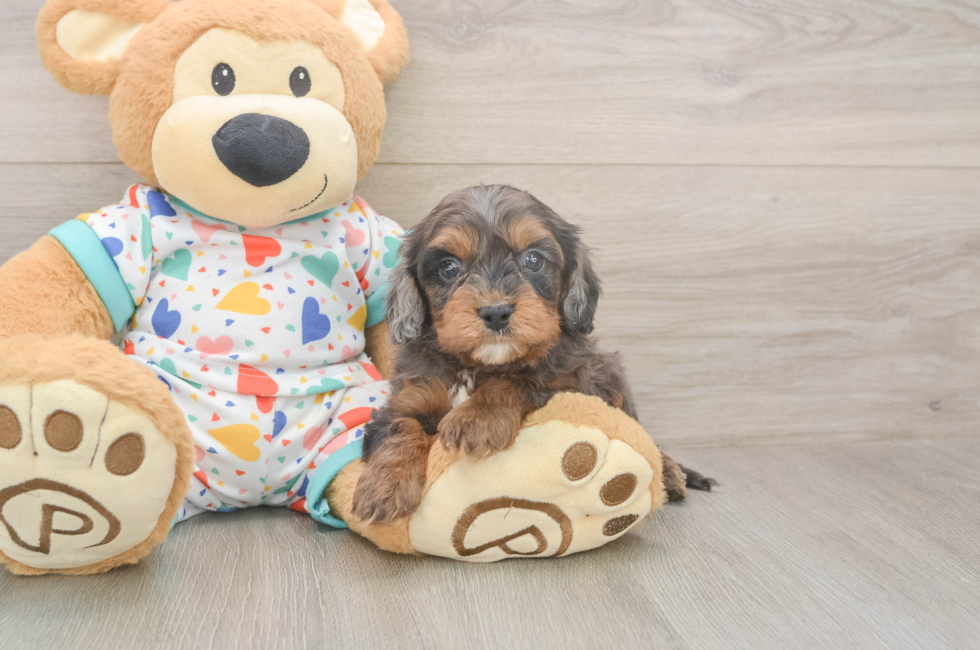 5 week old Cavapoo Puppy For Sale - Lone Star Pups