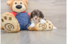 Cavapoo Pup Being Cute