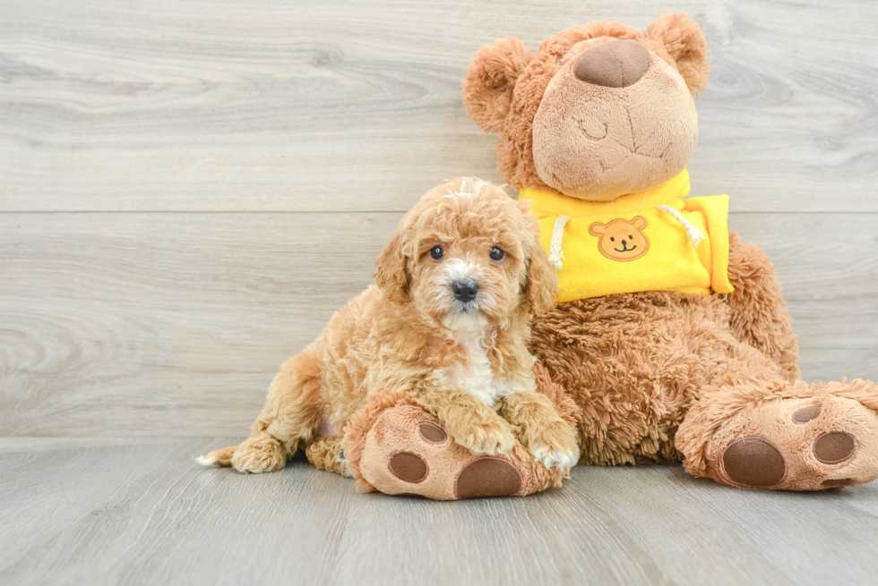 Playful Cavapoodle Poodle Mix Puppy