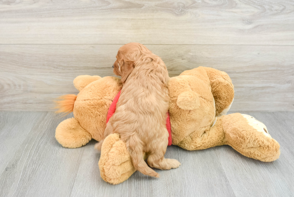 Cavapoo Pup Being Cute