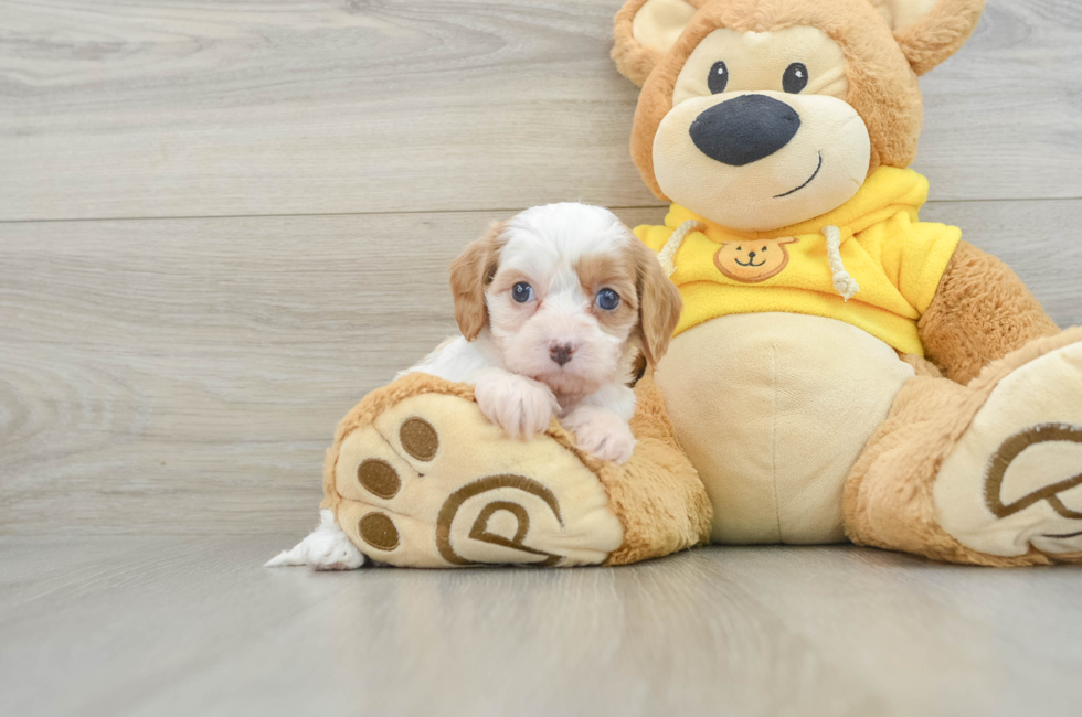 8 week old Cavapoo Puppy For Sale - Lone Star Pups