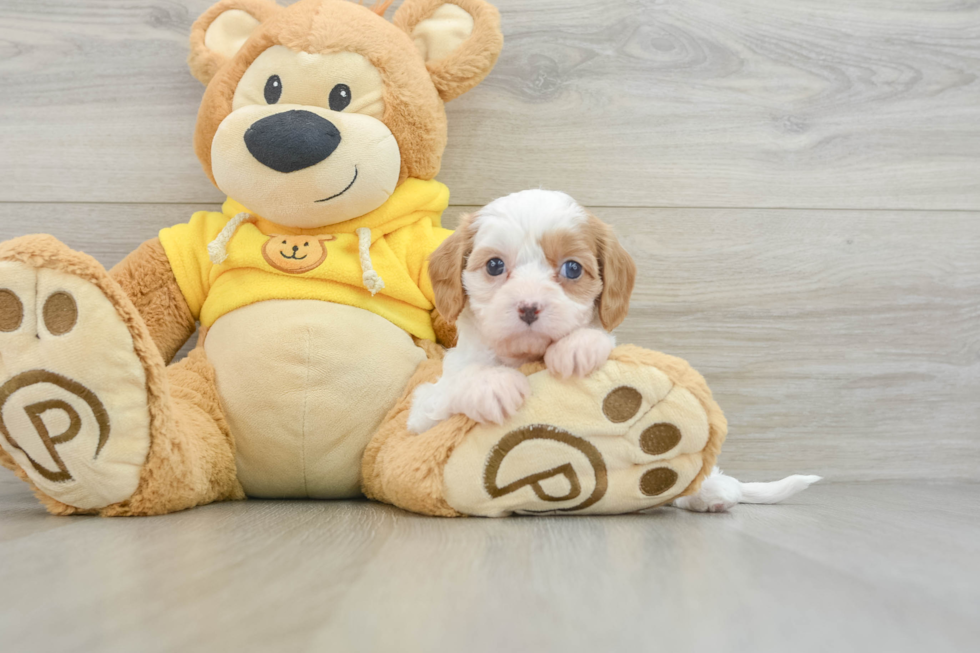 Cavapoo Puppy for Adoption