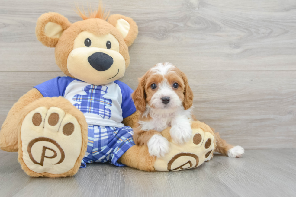 Cavapoo Puppy for Adoption