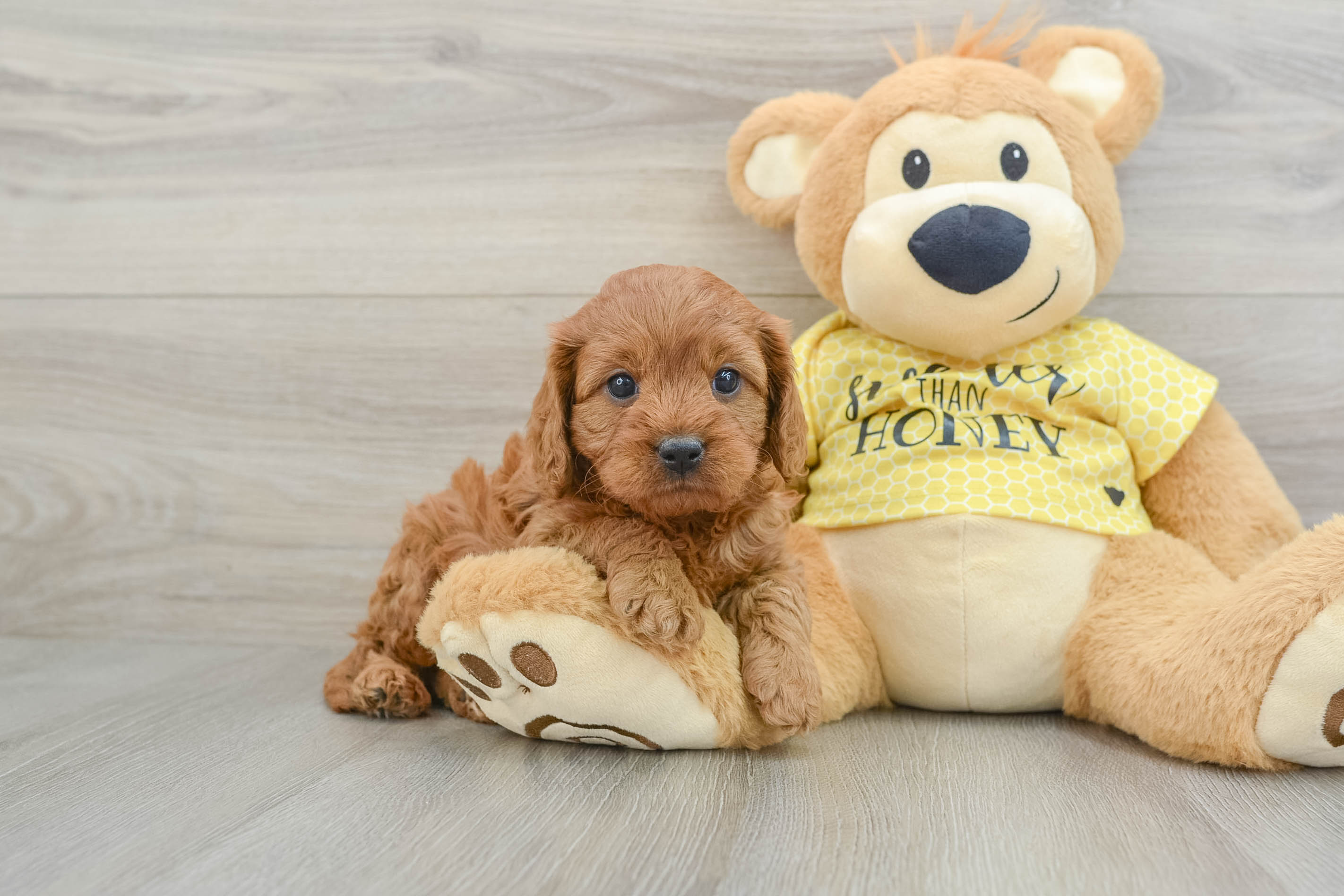 Best Cavapoo Baby