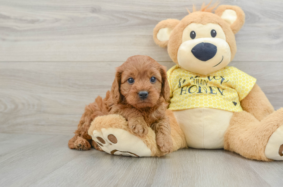 6 week old Cavapoo Puppy For Sale - Lone Star Pups