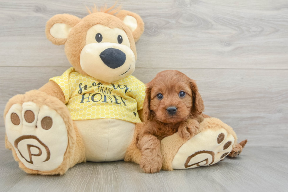 Cavapoo Pup Being Cute