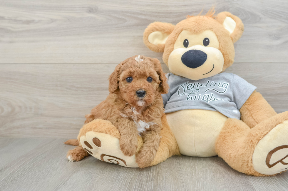 5 week old Cavapoo Puppy For Sale - Lone Star Pups