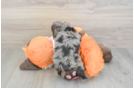 Little Cavipoo Poodle Mix Puppy