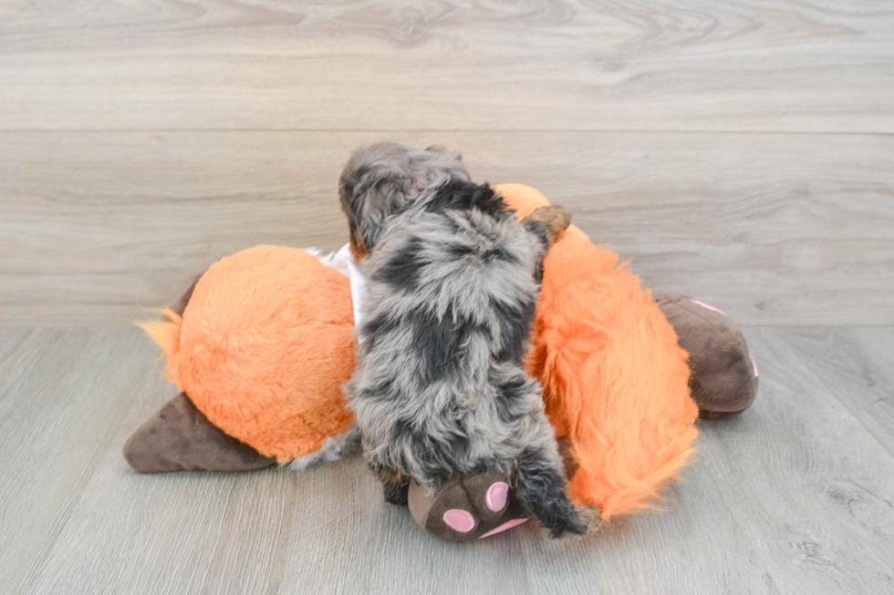 Little Cavipoo Poodle Mix Puppy