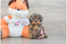Cute Cavapoo Baby