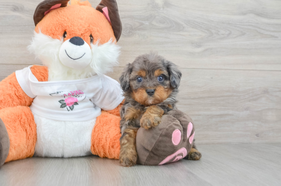 6 week old Cavapoo Puppy For Sale - Lone Star Pups